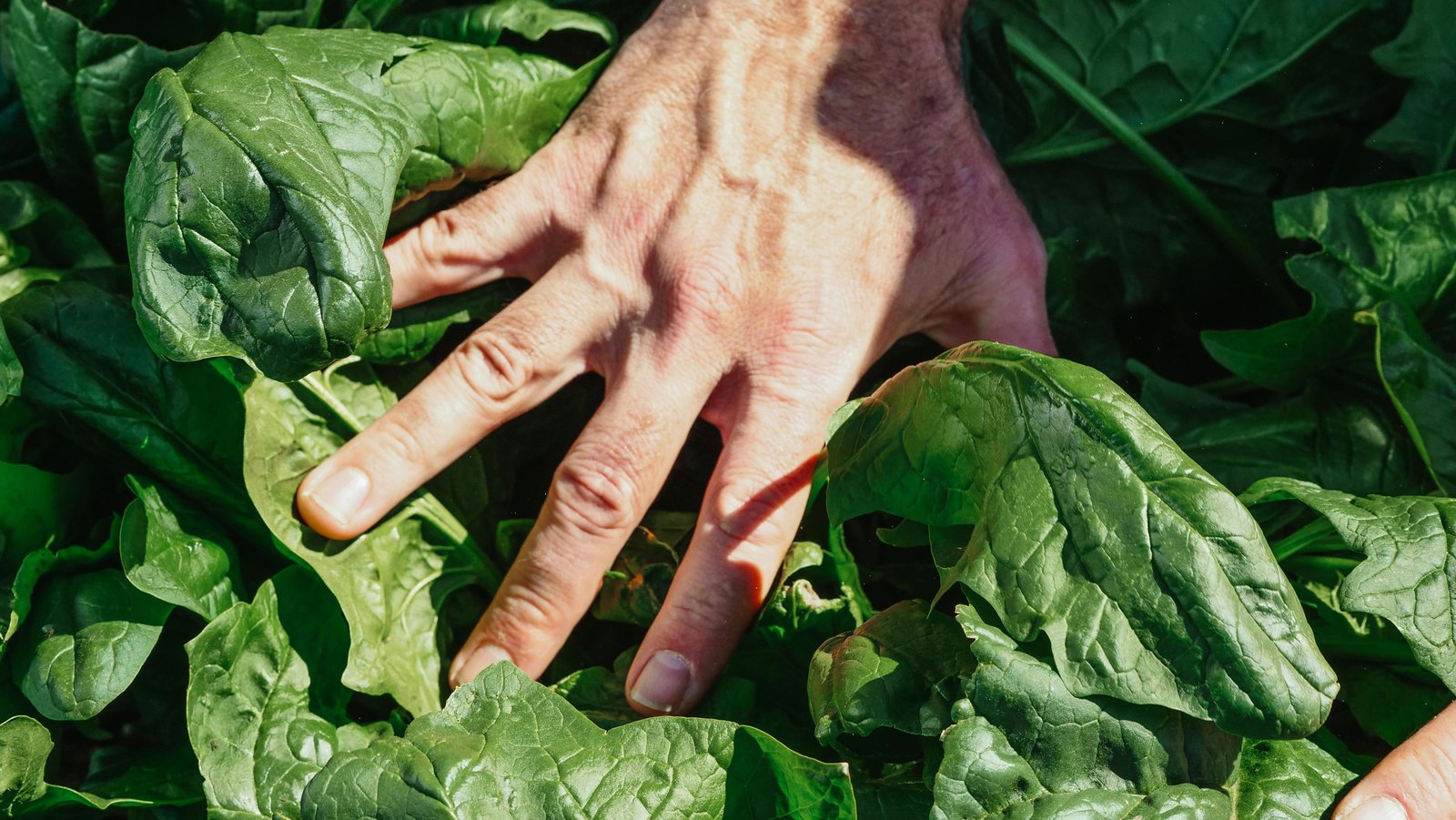 alimentation saine